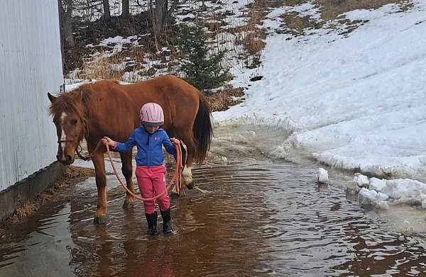 been-saddled-mustang-horse