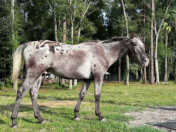 spots-varnish-pony