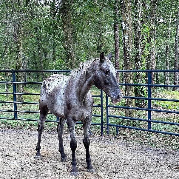 blue-roan-spots-varnish-pony