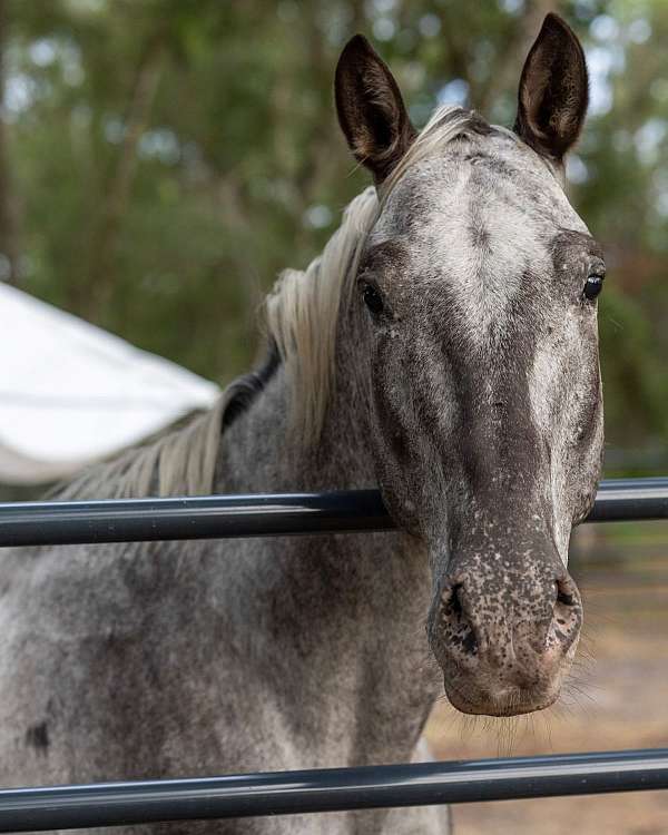 spots-appaloosa-pony