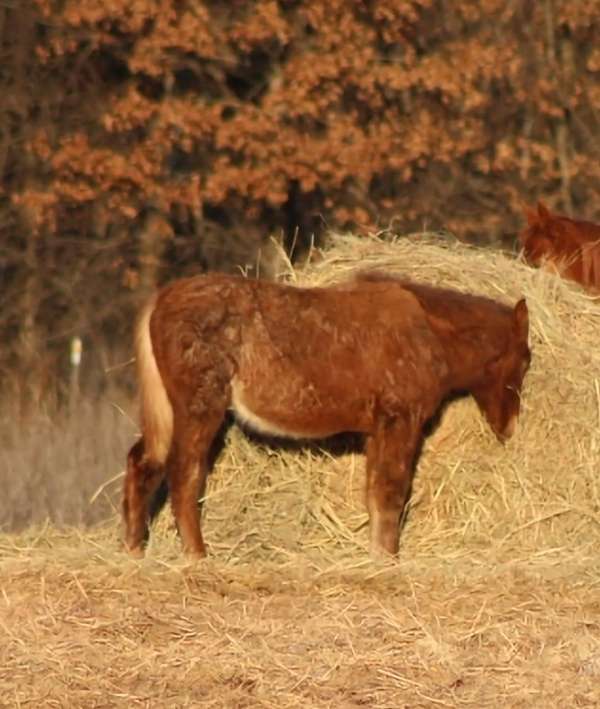 red-roan-cross-homozygous-horse