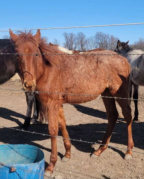 roan-cross-homozygous-horse