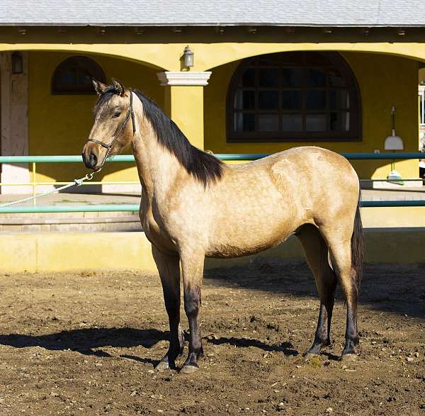 buckskin-ancce-pony