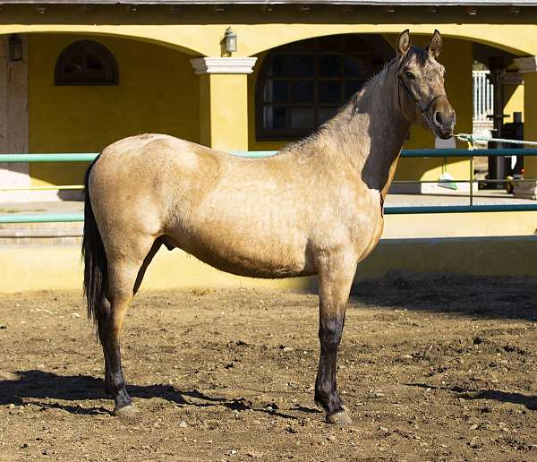 purarazaespaola-colt