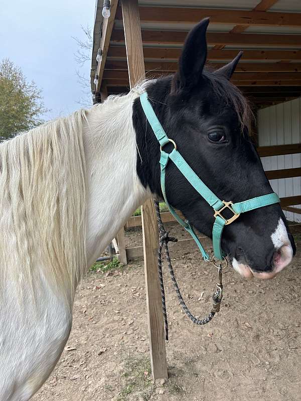 papered-tennessee-walking-horse