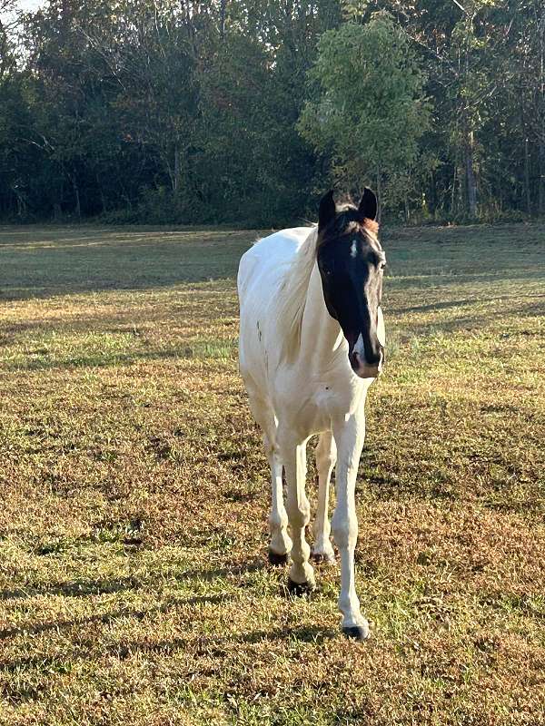 awesome-yearling