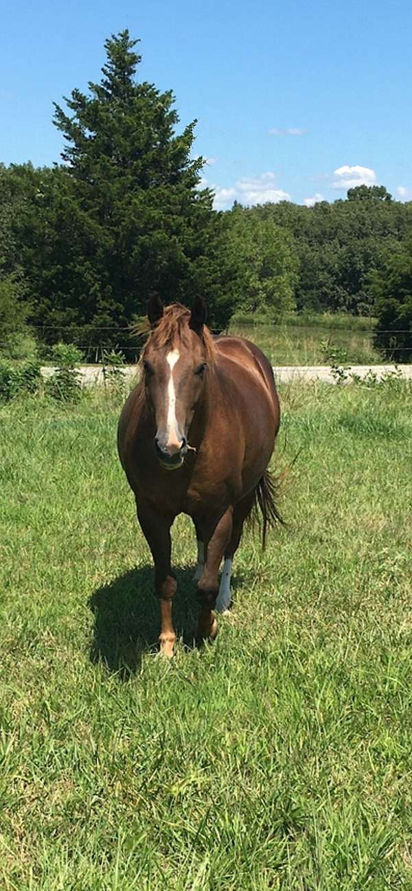 quarter-horse-mare