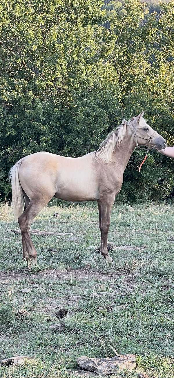 dappled-kentucky-mountain-horse