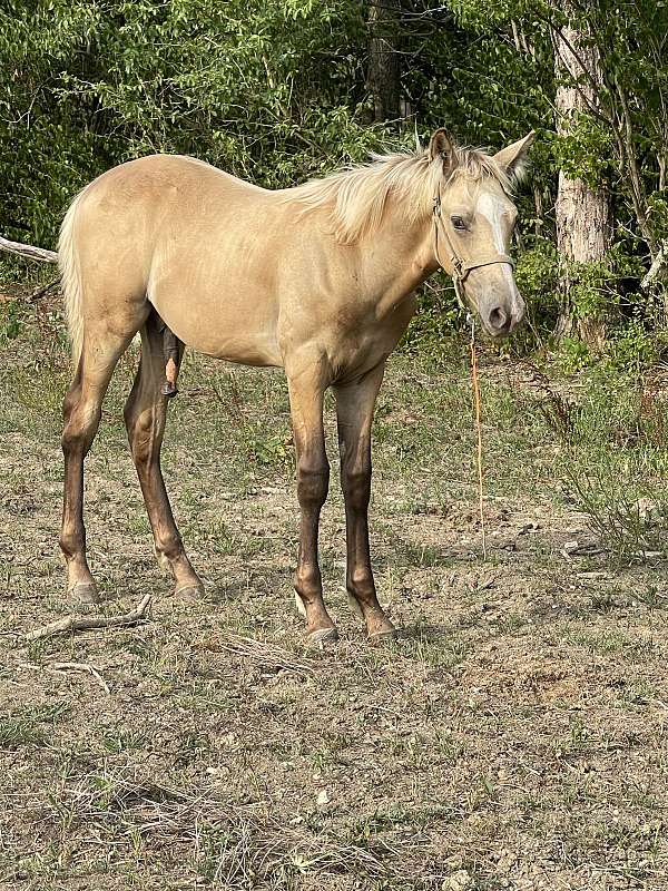 dam-kentucky-mountain-horse