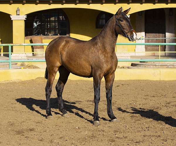 purespanishhorse-filly