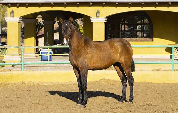 purarazaespaola-filly