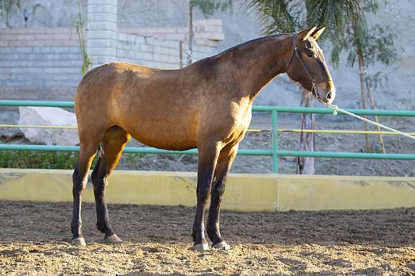 andalusianhorse-filly