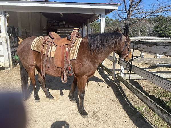 red-roan-gray-horse