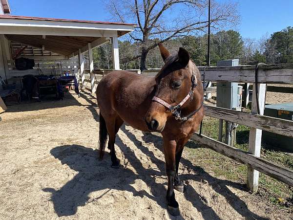 trail-riding-quarter-horse