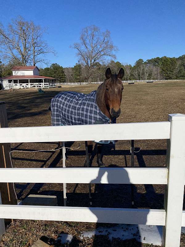 red-roan-quarter-horse-mare