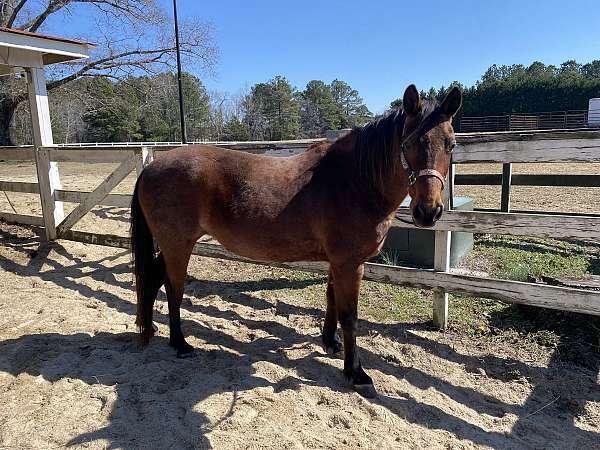 red-roan-trail-riding-horse