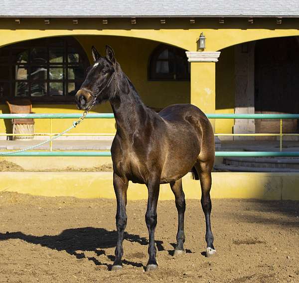 bay-andalusian-pony