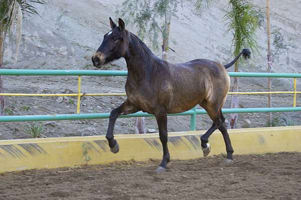 andalusian-pony