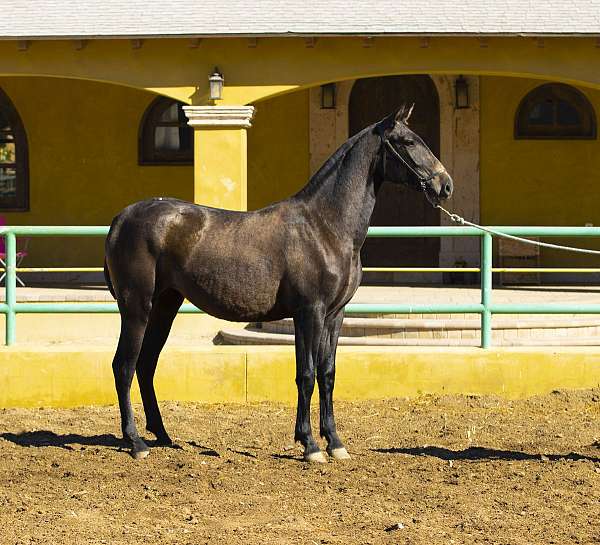 andalusian-pony