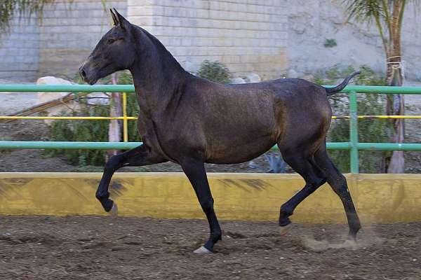 bay-andalusian-pony