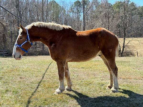 sorrel-belgian-gelding