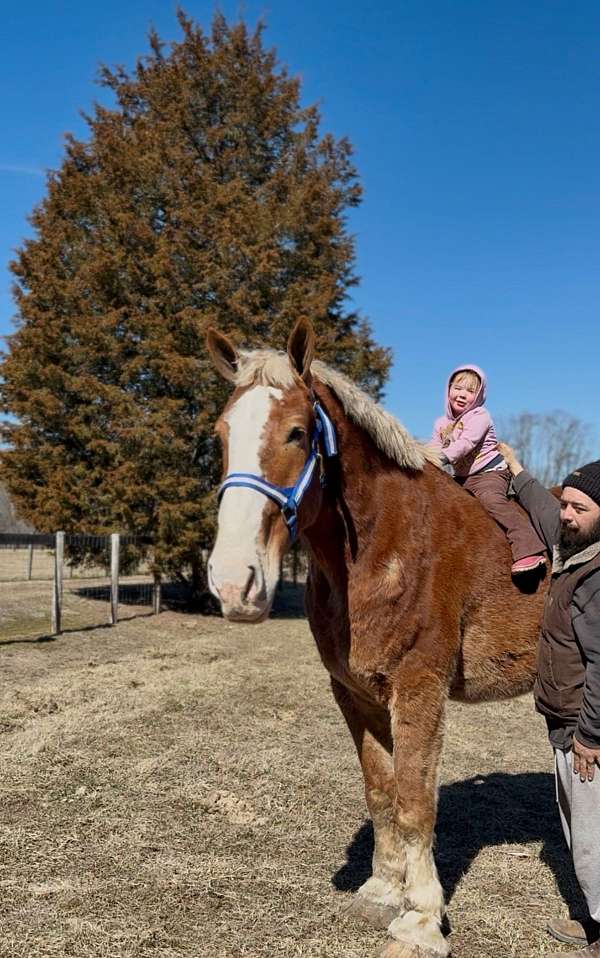 19-hand-belgian-gelding