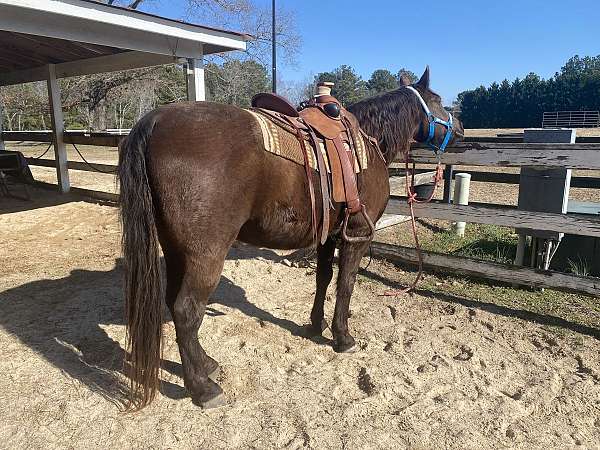 trail-riding-tennessee-walking-horse