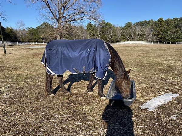 black-tennessee-walking-gelding