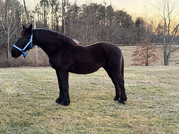 16-hand-friesian-mare