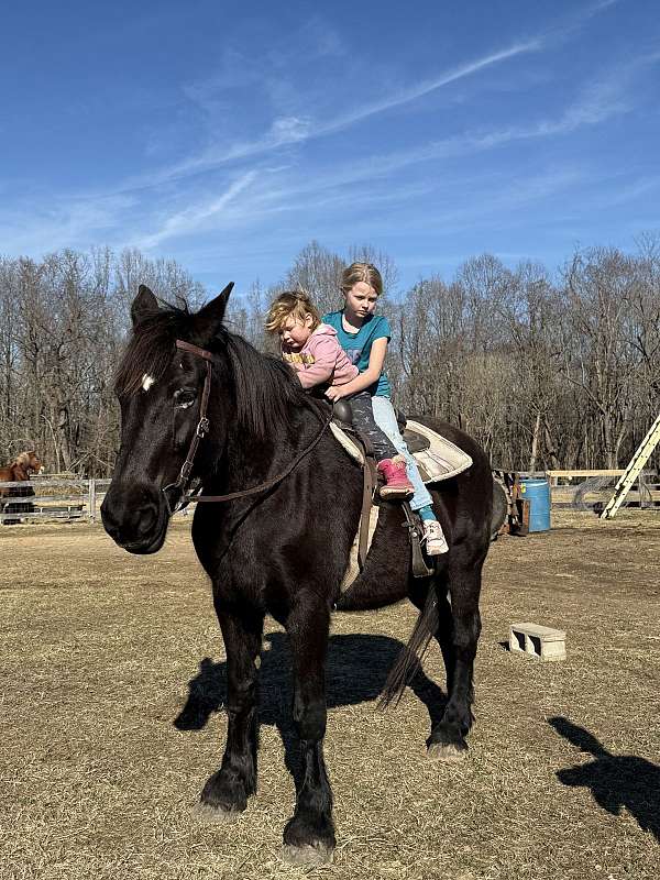 16-hand-friesian-horse