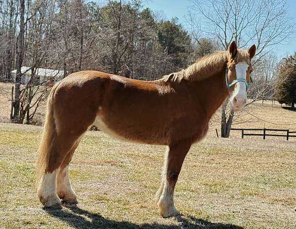 beginner-flashy-belgian-horse