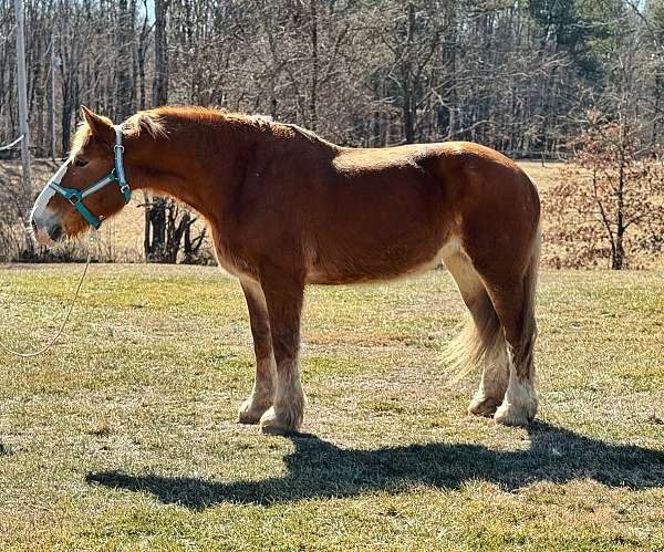 chestnut-belgian-gelding