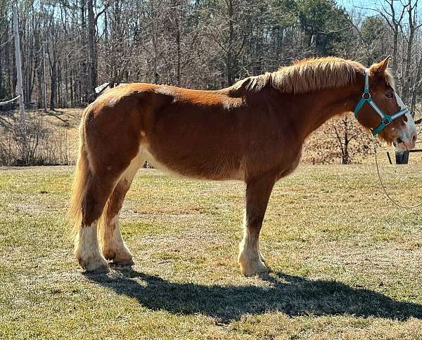 chestnut-gelding-for-sale