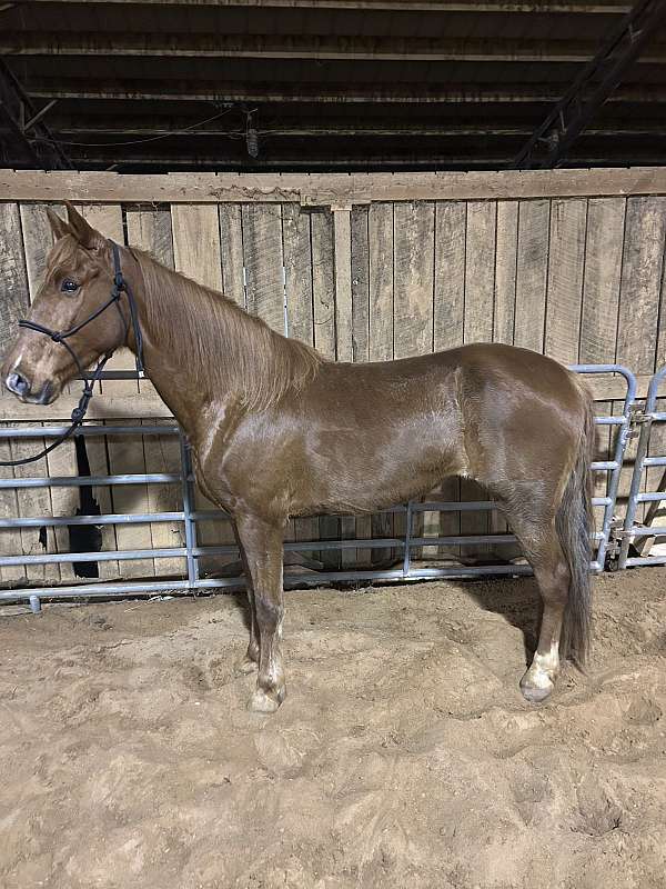 tennessee-walking-horse-for-sale