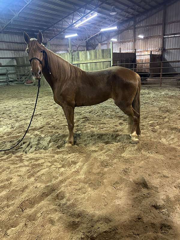 tennessee-walking-horse