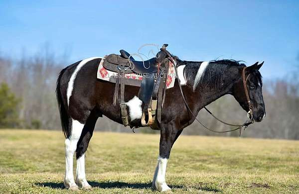 ready-to-ride-paint-horse