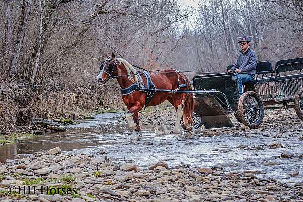 educated-paint-horse