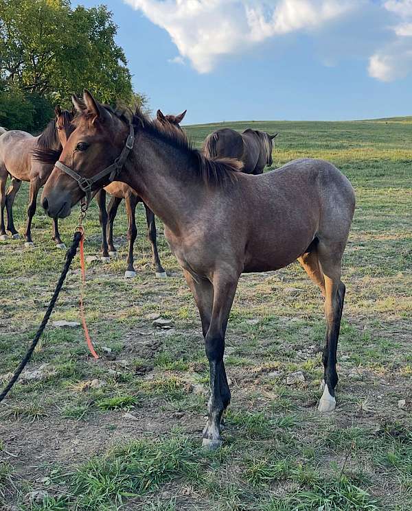 bay-roan-kentucky-mountain-filly