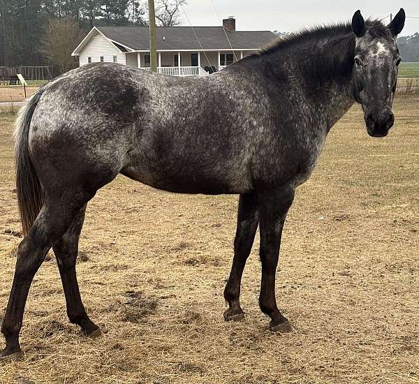 appaloosa-mare
