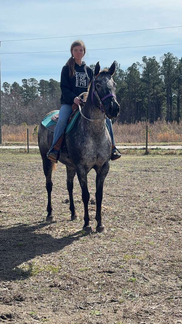 hot-appaloosa-horse