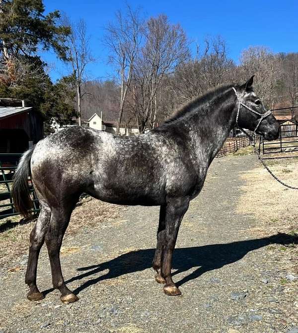 negotiable-appaloosa-horse