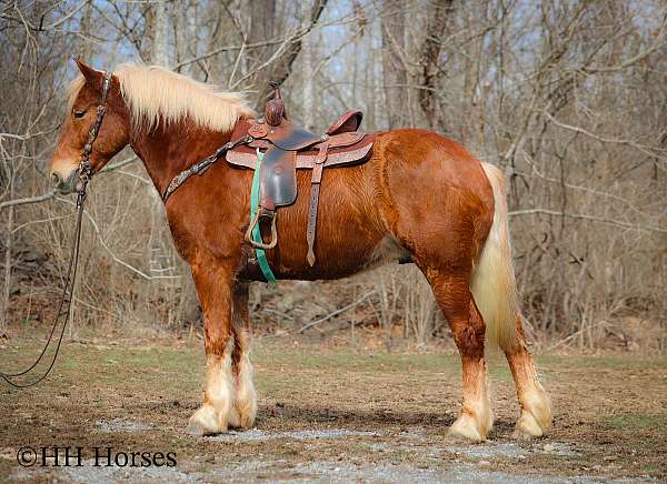 all-around-belgian-horse