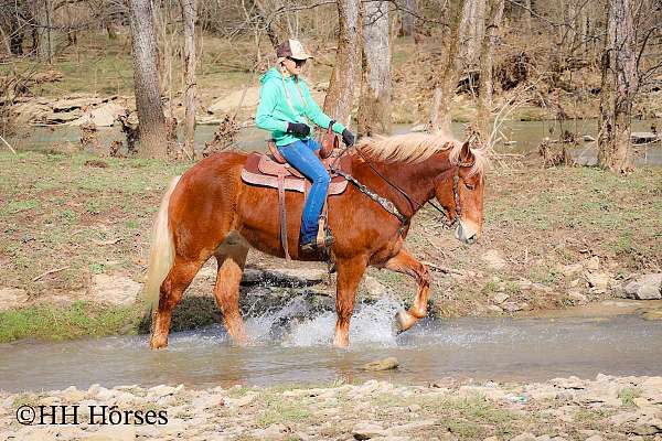 athletic-belgian-horse