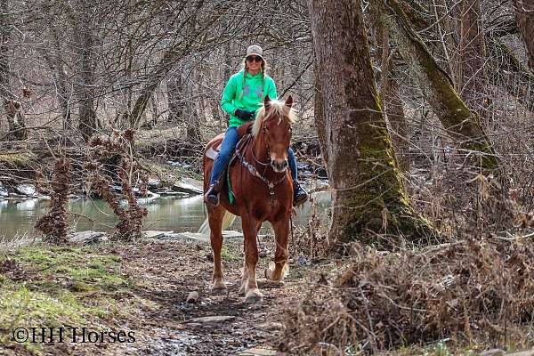 draft-belgian-horse