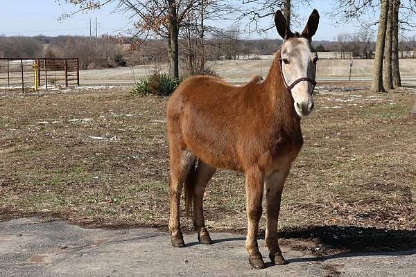 buckskin-spots-horse