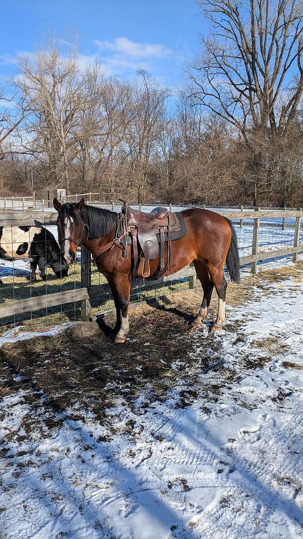 breding-paint-horse