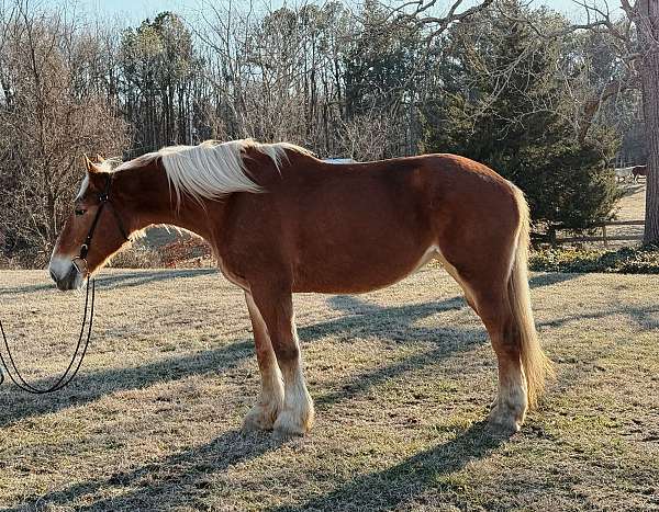 sorrel-belgian-mare