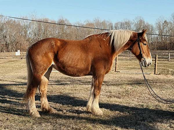 17-hand-belgian-mare