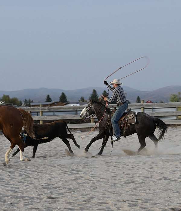 all-around-quarter-horse