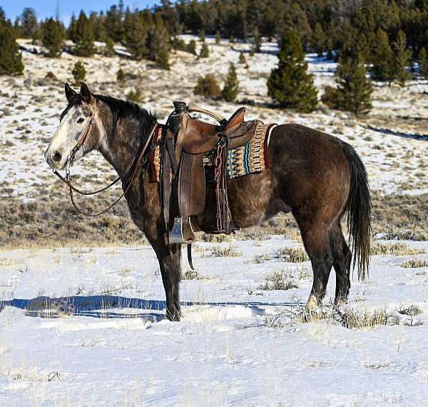 grey-blaze-socks-horse